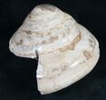 Polished Fossil Snail (Pleurotomaria) #9543-1